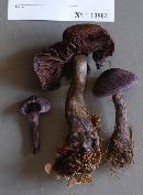 Image of Cortinarius violaceus